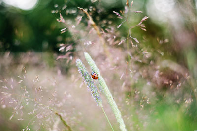 Insect on plant