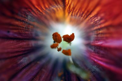 Close-up of red flower