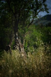 Grass in a field