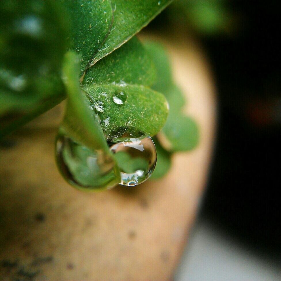 green color, close-up, water, drop, leaf, wet, focus on foreground, selective focus, freshness, nature, plant, growth, fragility, transparent, purity, green, dew, no people, beauty in nature, glass - material