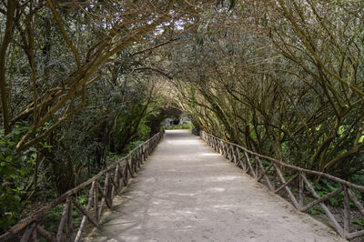 Narrow pathway along trees
