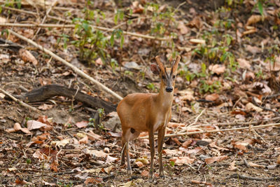 Deer standing on field in forest