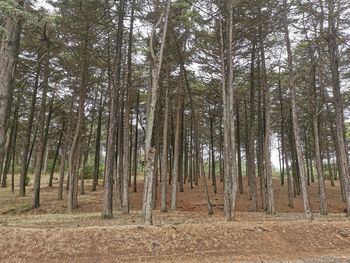 Pine trees in forest