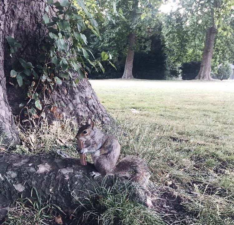 VIEW OF CAT SITTING ON TREE TRUNK