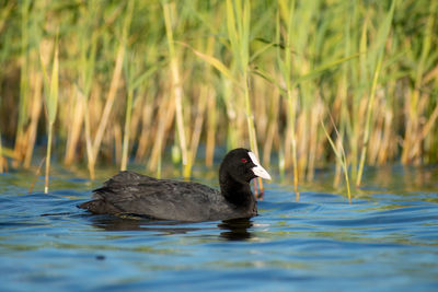 Duck swimming in lake