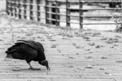 View of a bird on field