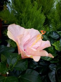 Close-up of hibiscus blooming outdoors