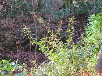 Close-up of bamboo plants in forest