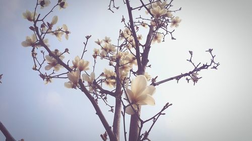 Low angle view of magnolia on branch against sky