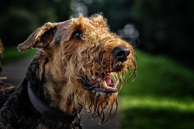 Close-up portrait of dog