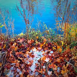 Low angle view of tree branches