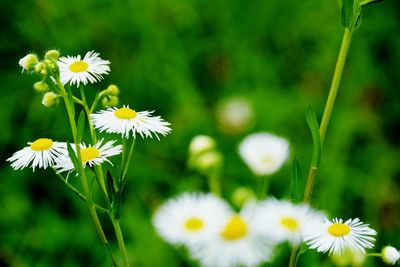 Close-up of yellow flowers blooming outdoors