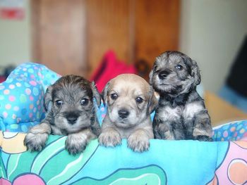 High angle view of puppy