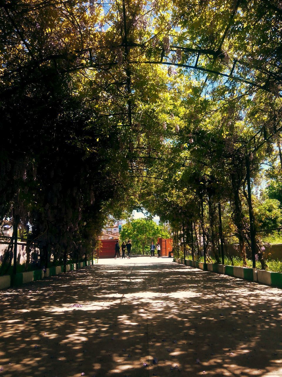 TREES IN PARK