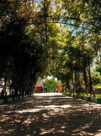 Footpath amidst trees in park