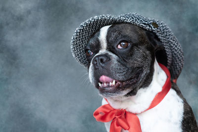 Portrait of dog looking away