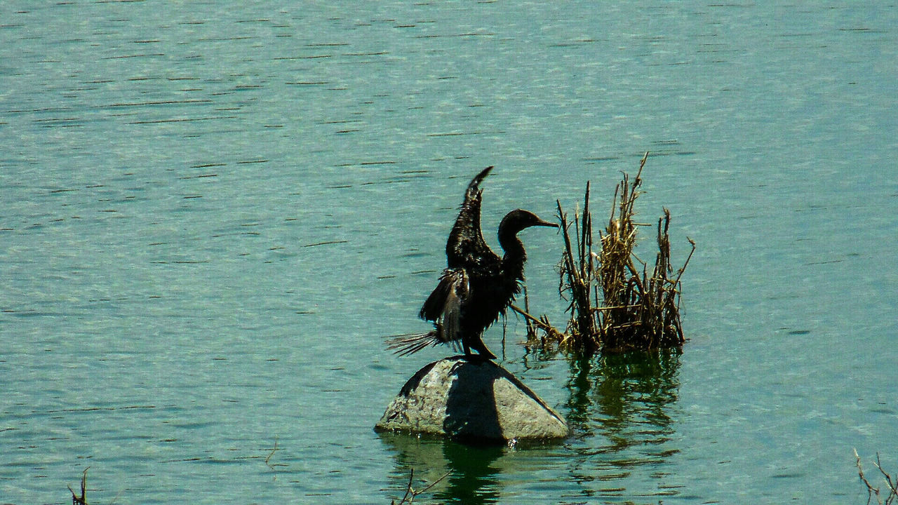 water, wildlife, waterfront, rippled, nature, outdoors, day, no people, beauty in nature, tranquility, animal wildlife, wooden post, blue