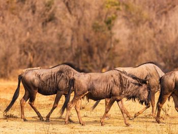 Side view of deer standing on field