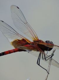 Close-up of damselfly on stem