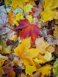 Close-up of yellow maple leaves
