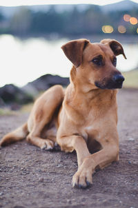 Portrait of dog sitting on footpath