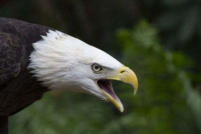 Close-up of eagle