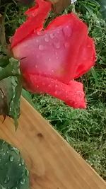 Close-up of red flowers