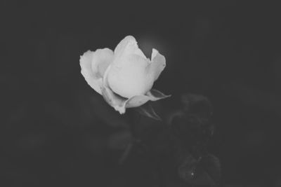 Close-up of rose blooming outdoors