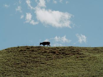 Horses grazing on field against sky