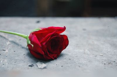 Close-up of red rose