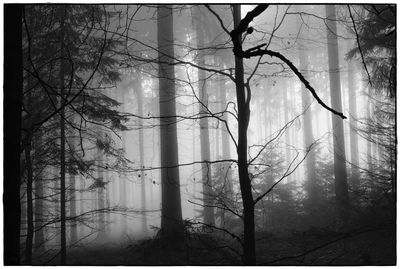 Bare trees in forest