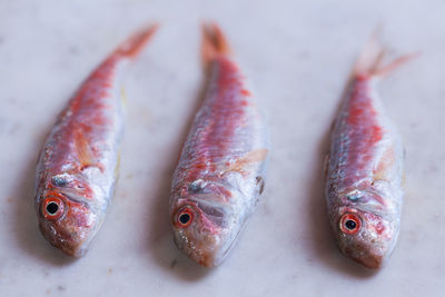 Close-up of fish on ice