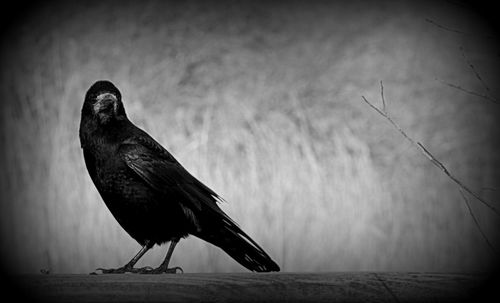 Close-up of bird perching on water