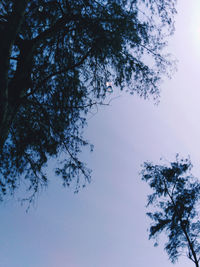 Low angle view of silhouette tree against clear sky