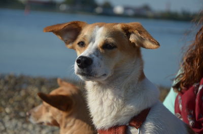 Close-up of dog sitting by sea