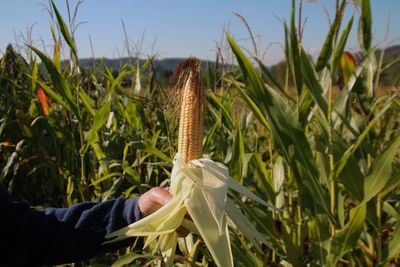 Cropped hand of person holding corn at farm