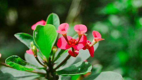 Close-up of pink flower