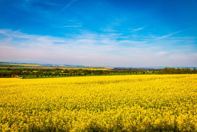 Scenic view of oilseed rape field against sky on sunny day