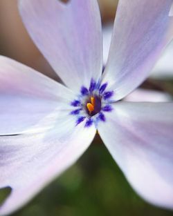 Close-up of purple flower