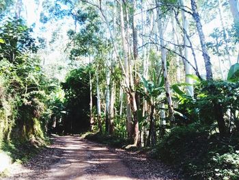 Road amidst trees in forest