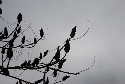 Low angle view of bare tree against sky