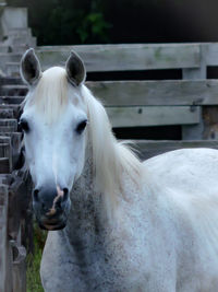 Close-up of white horse