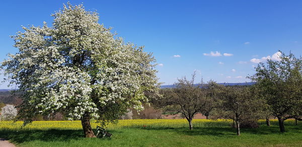 Cherry blossom trees on field against sky