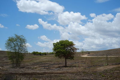 Trees on field against sky