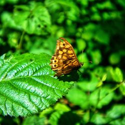 Butterfly on leaf