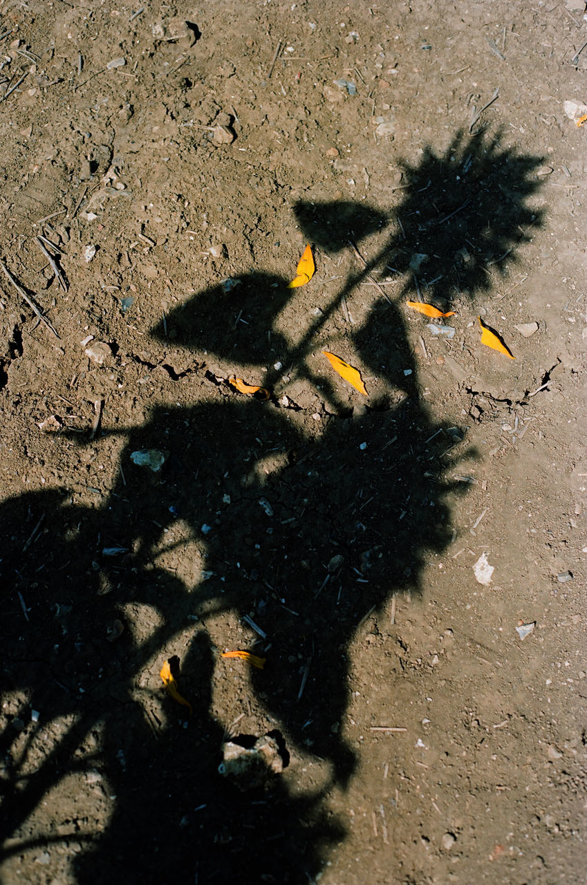 HIGH ANGLE VIEW OF SHADOW ON THE GROUND