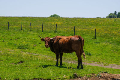 Horse standing in field