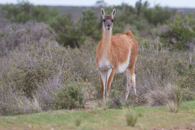 Portrait of giraffe standing on field