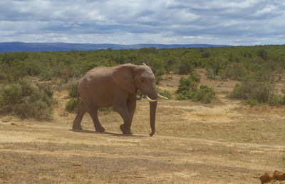 View of elephant on field