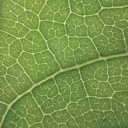 Full frame shot of green leaf